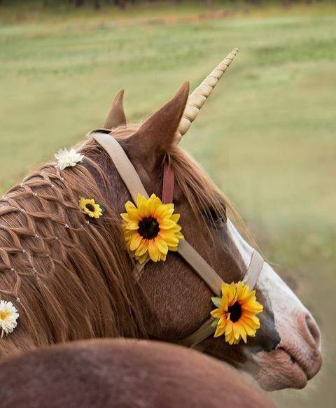 Unicorn Horn Accessory for Live Horse Includes 5 Sizes