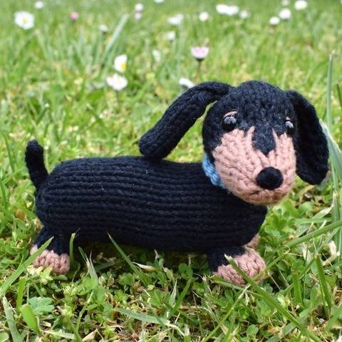 Dachshund Puppy